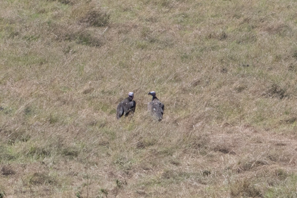 Lappet-faced Vulture - ML642870959