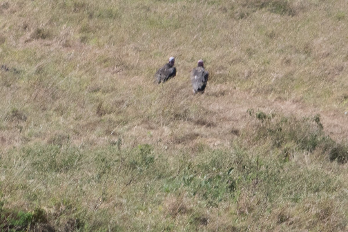 Lappet-faced Vulture - ML642870960