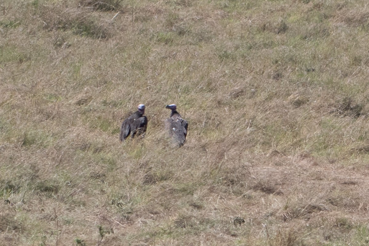 Lappet-faced Vulture - ML642870961