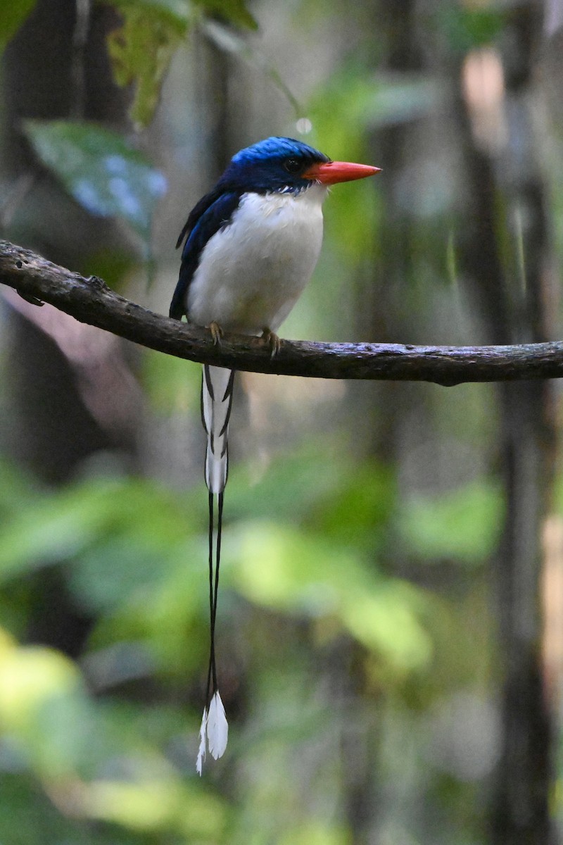 Common Paradise-Kingfisher - ML642870962