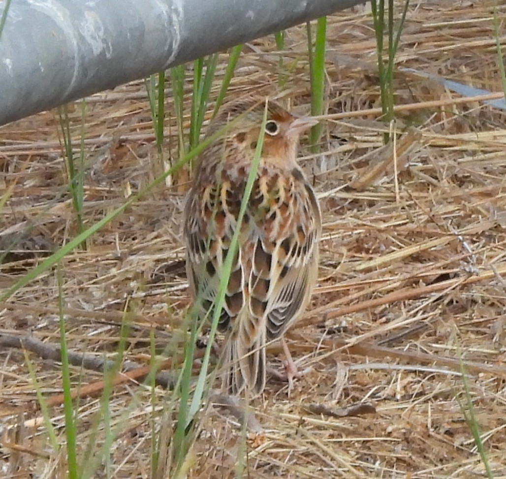 Grasshopper Sparrow - ML642870974