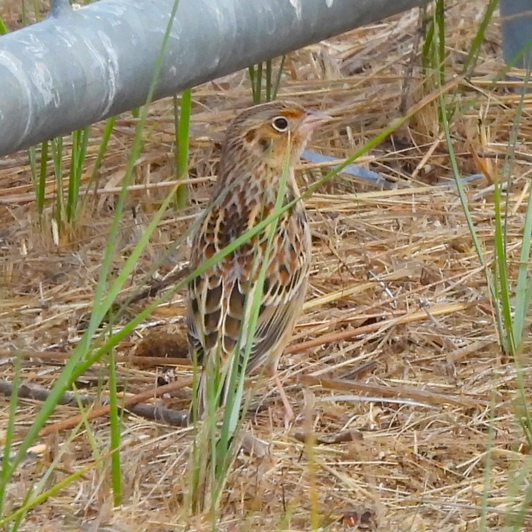 Grasshopper Sparrow - ML642870990