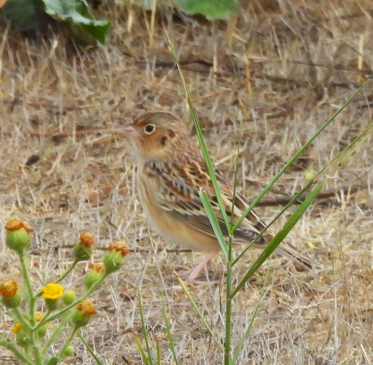 Grasshopper Sparrow - ML642870991
