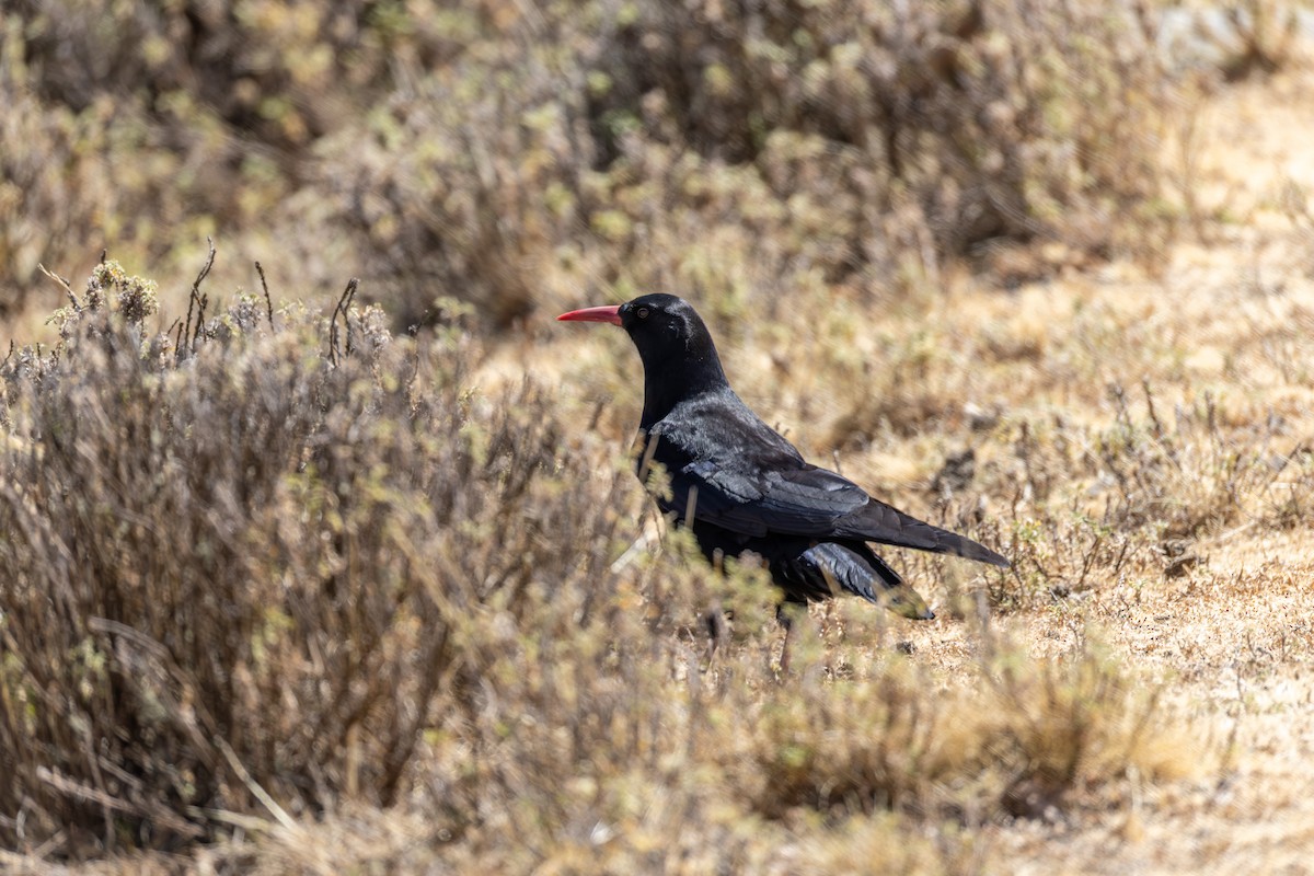 Red-billed Chough (Ethiopian) - ML642871020
