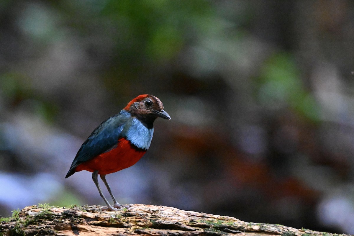 Papuan Pitta - ML642871021