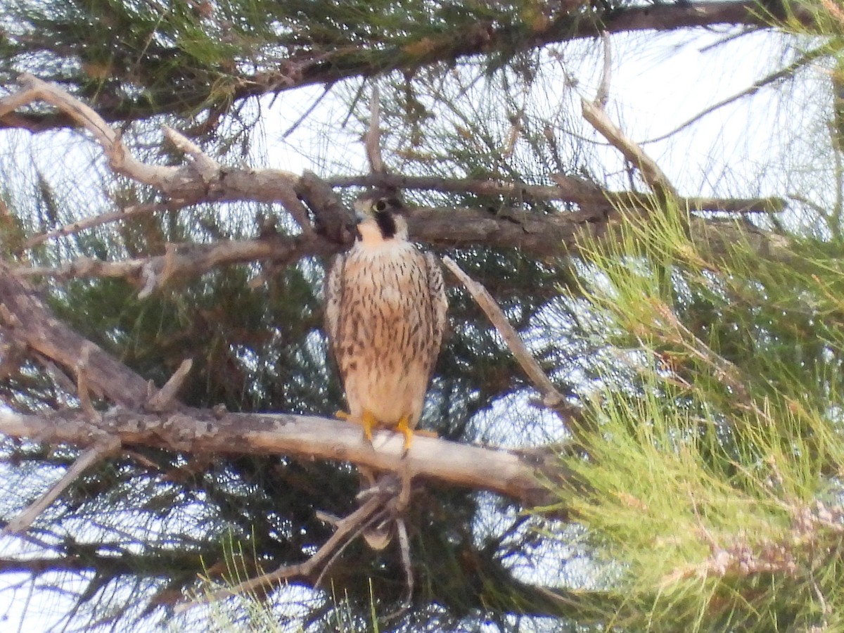 Peregrine Falcon - ML642871025