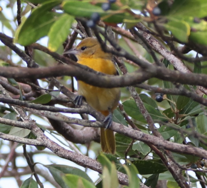 Baltimore Oriole - ML642871028