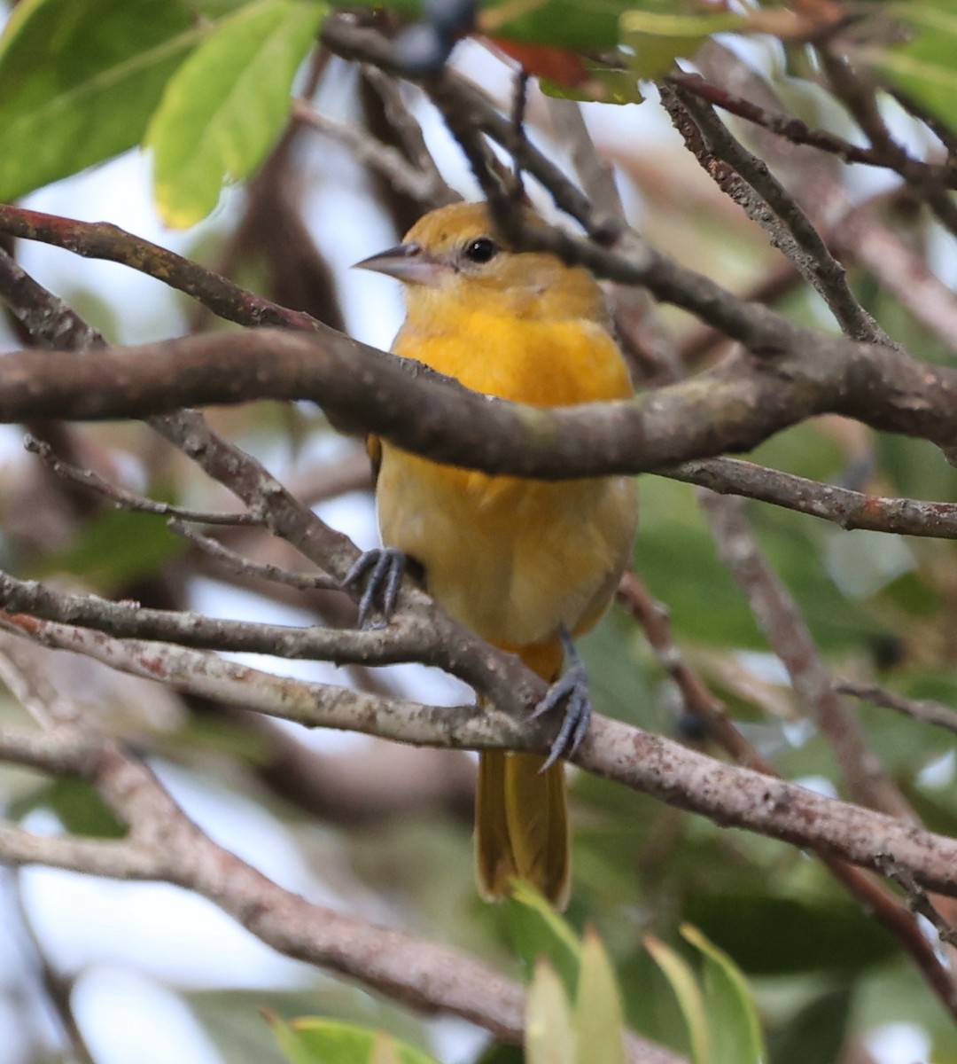 Baltimore Oriole - ML642871029