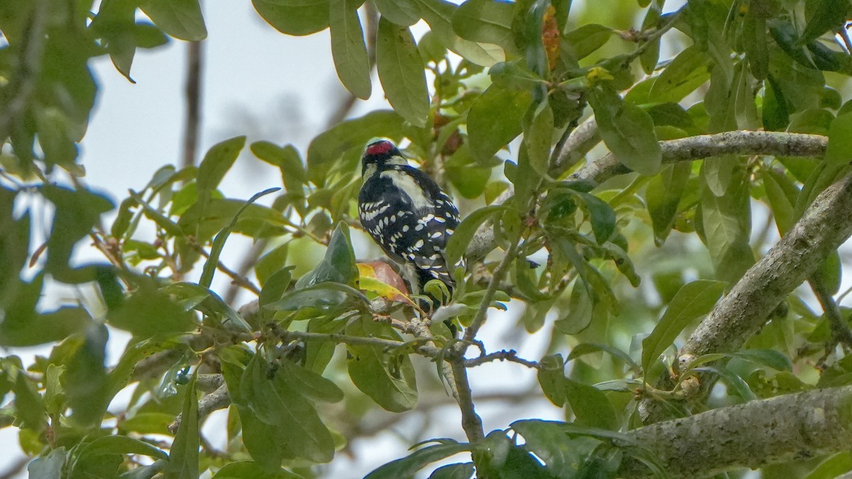 Downy Woodpecker - ML642871031
