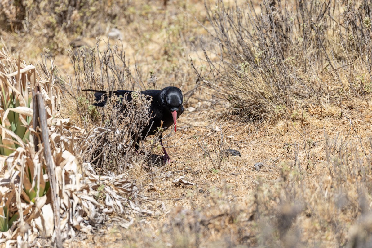Red-billed Chough (Ethiopian) - ML642871032