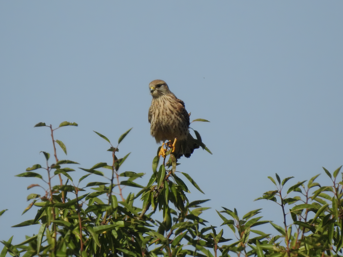 Eurasian Kestrel - ML642871033