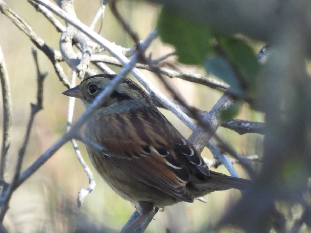 Swamp Sparrow - ML642871036