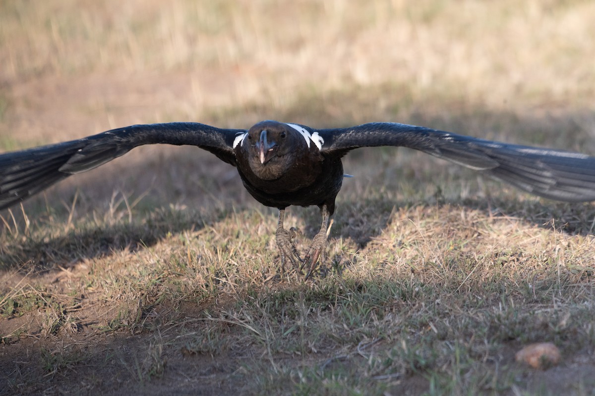 White-necked Raven - ML642871040