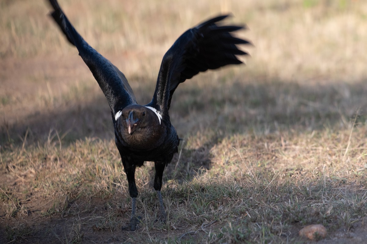 White-necked Raven - ML642871041