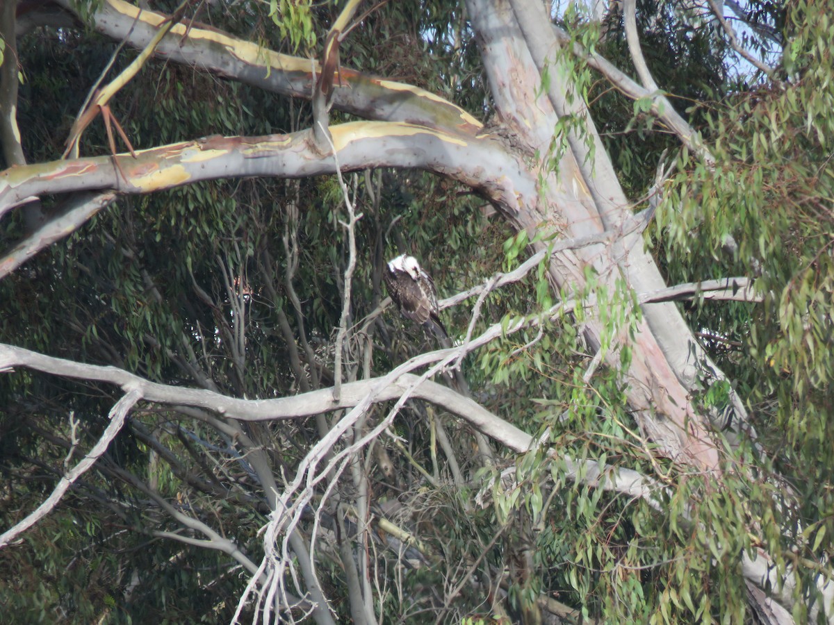 Osprey - ML642871042