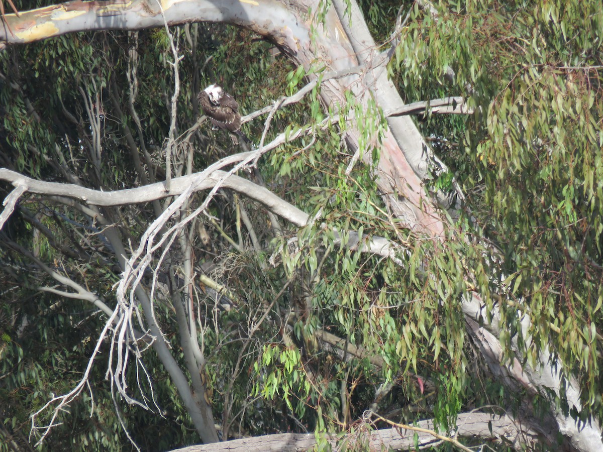 Osprey - ML642871043