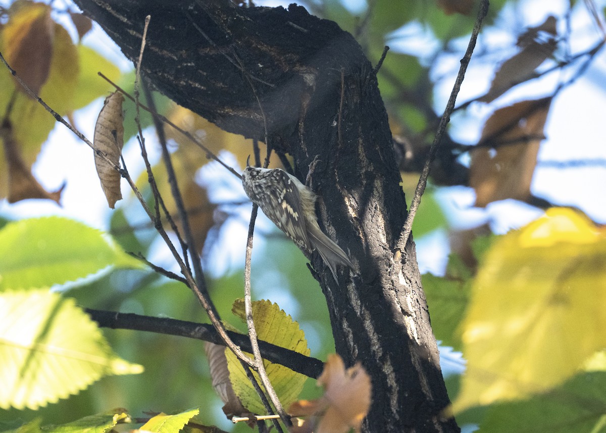 Brown Creeper - ML642871049