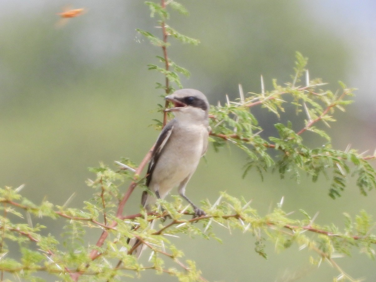 Loggerhead Shrike - ML642871050