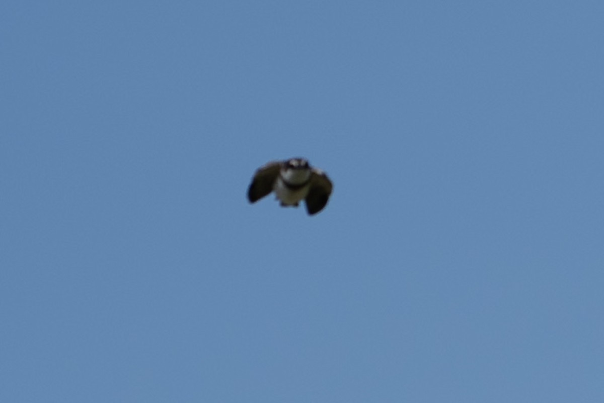 Banded Martin - ML642871059