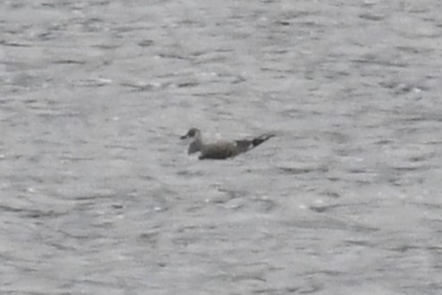 racek Sabinův - ML642871061