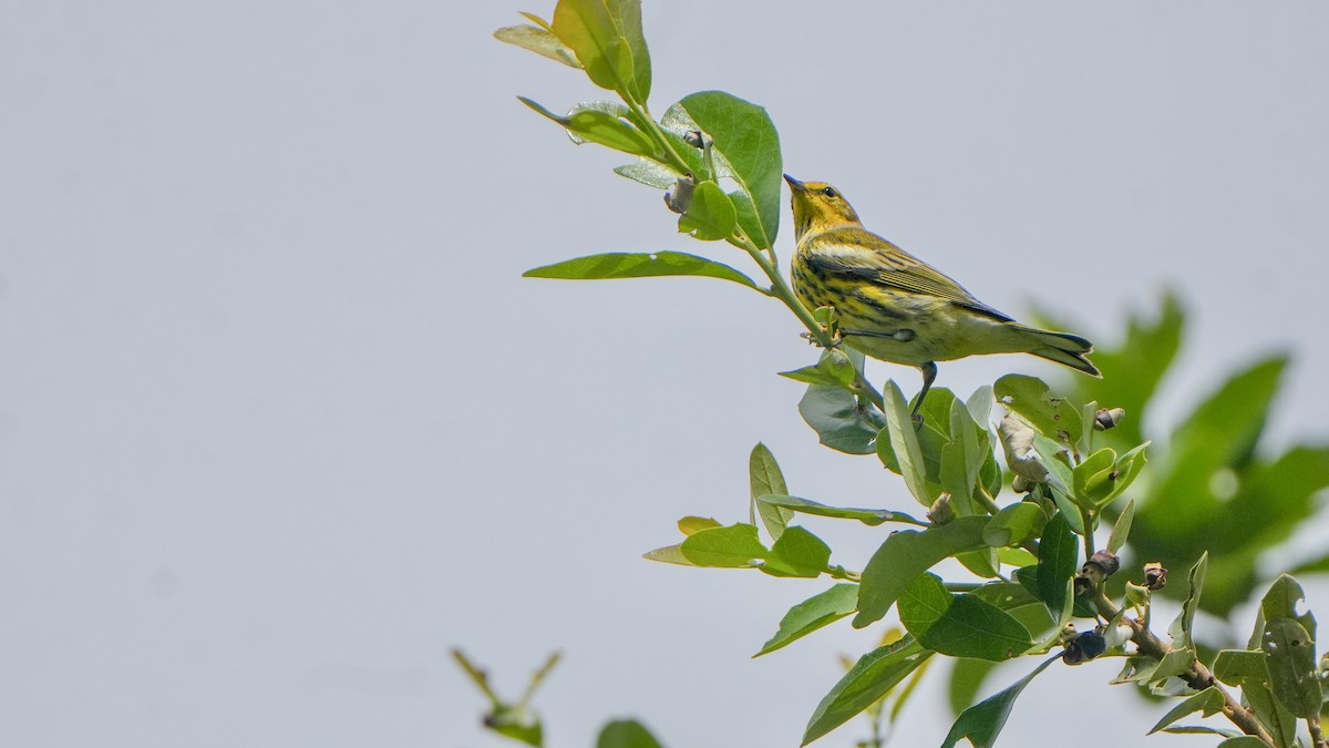 Cape May Warbler - ML642871063