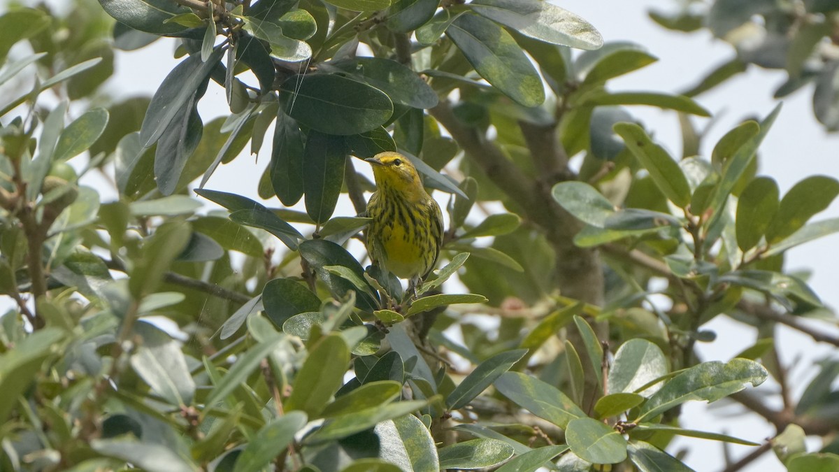 Cape May Warbler - ML642871064