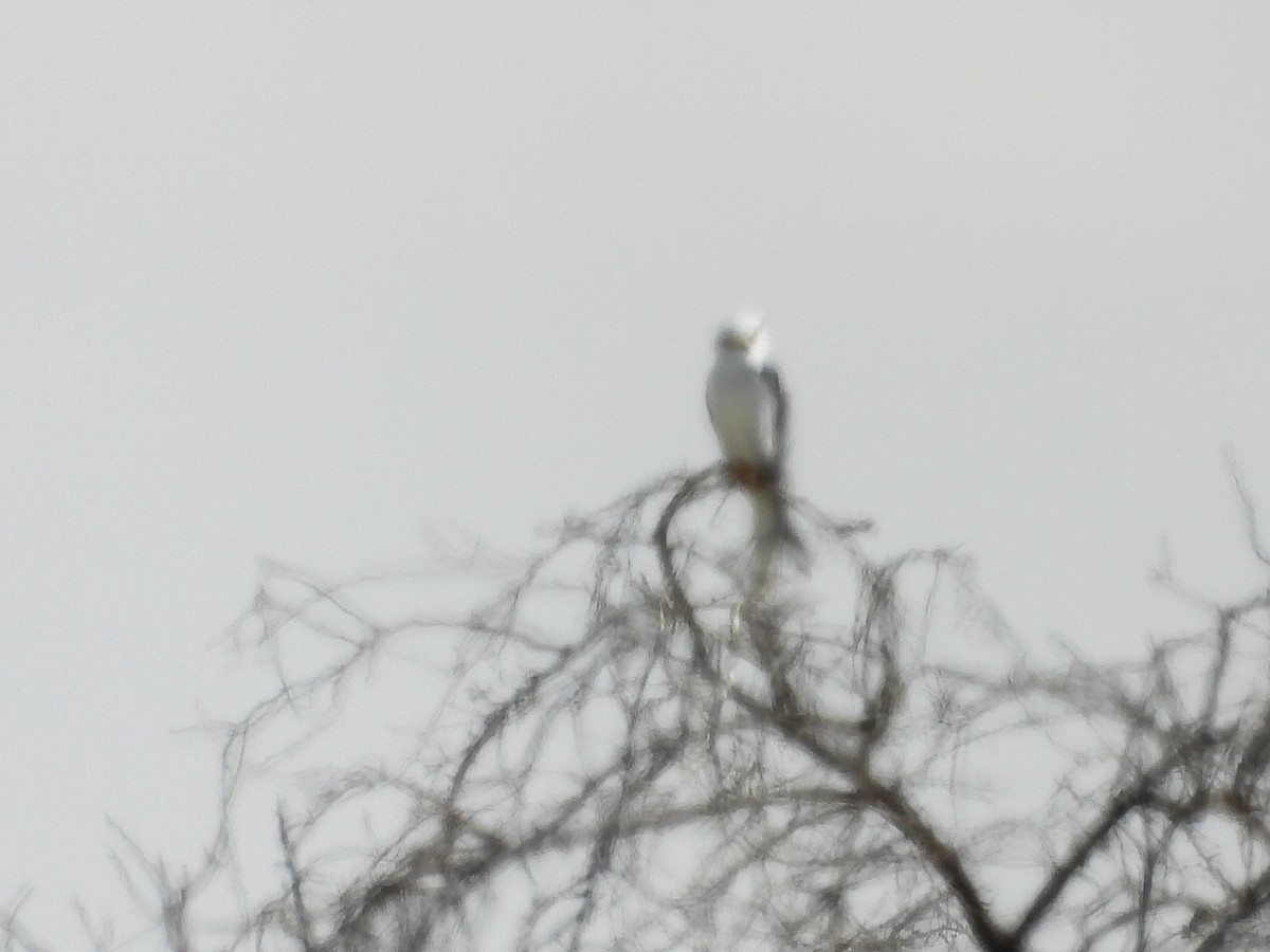 White-tailed Kite - ML642871066