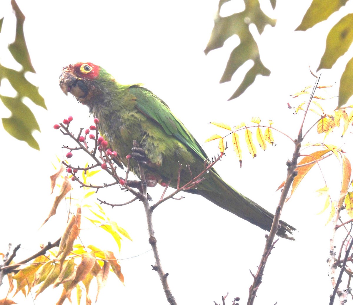 Mitred Parakeet - ML642871067