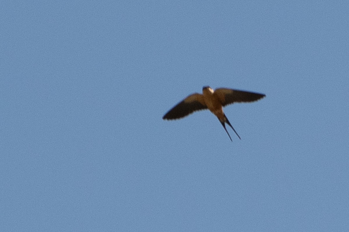 Rufous-chested Swallow - ML642871069