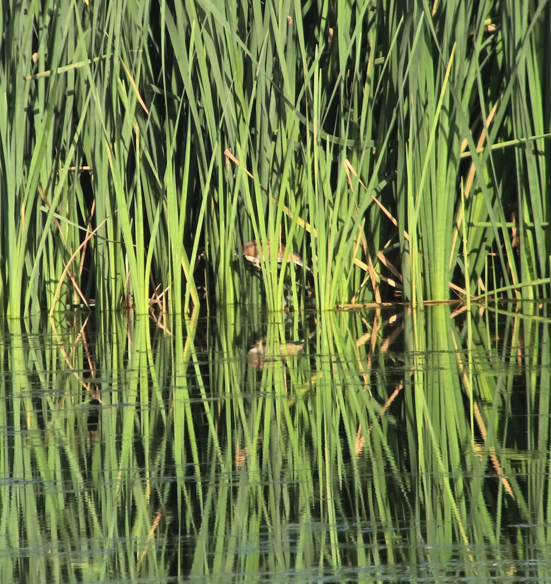Least Bittern - ML642871074