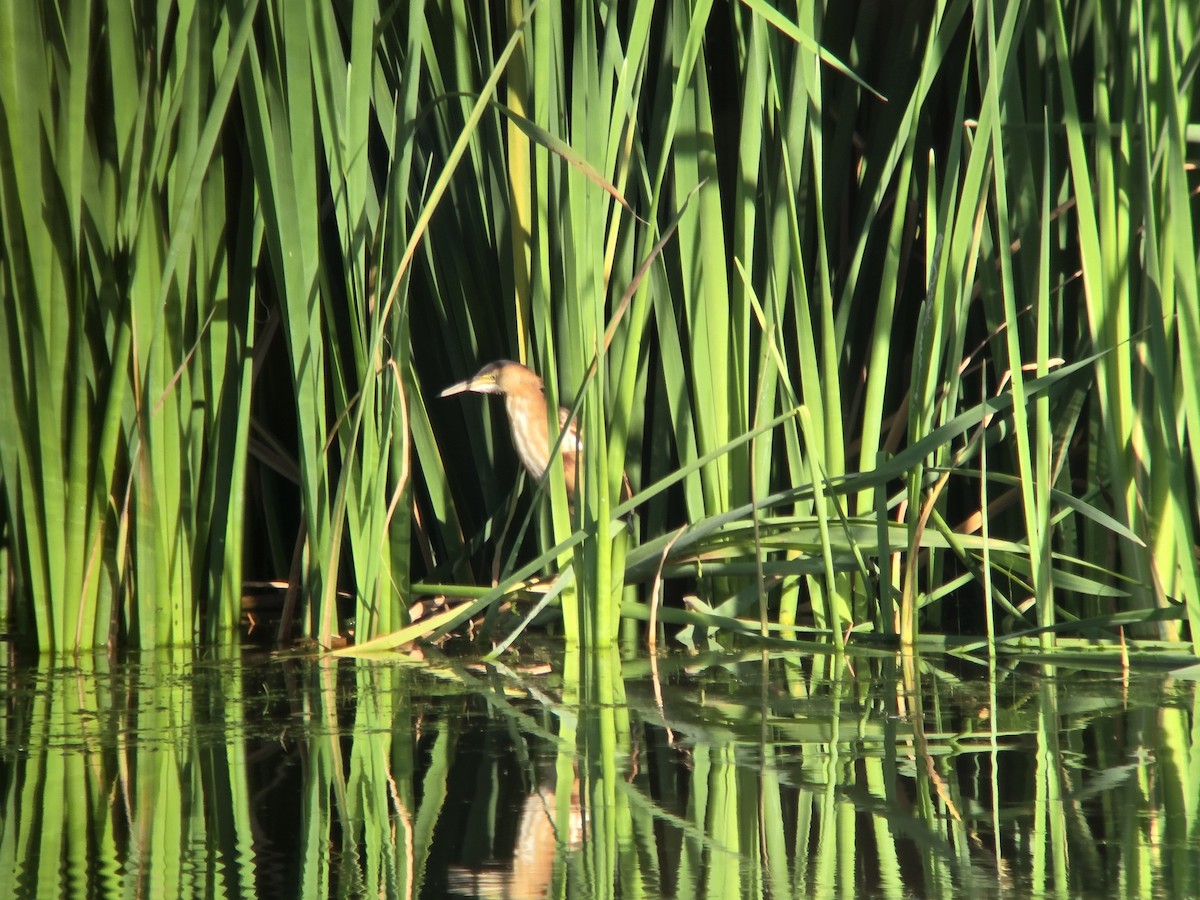 Least Bittern - ML642871075