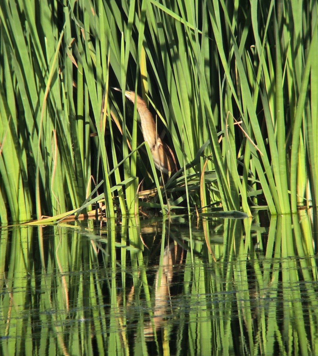 Least Bittern - ML642871076