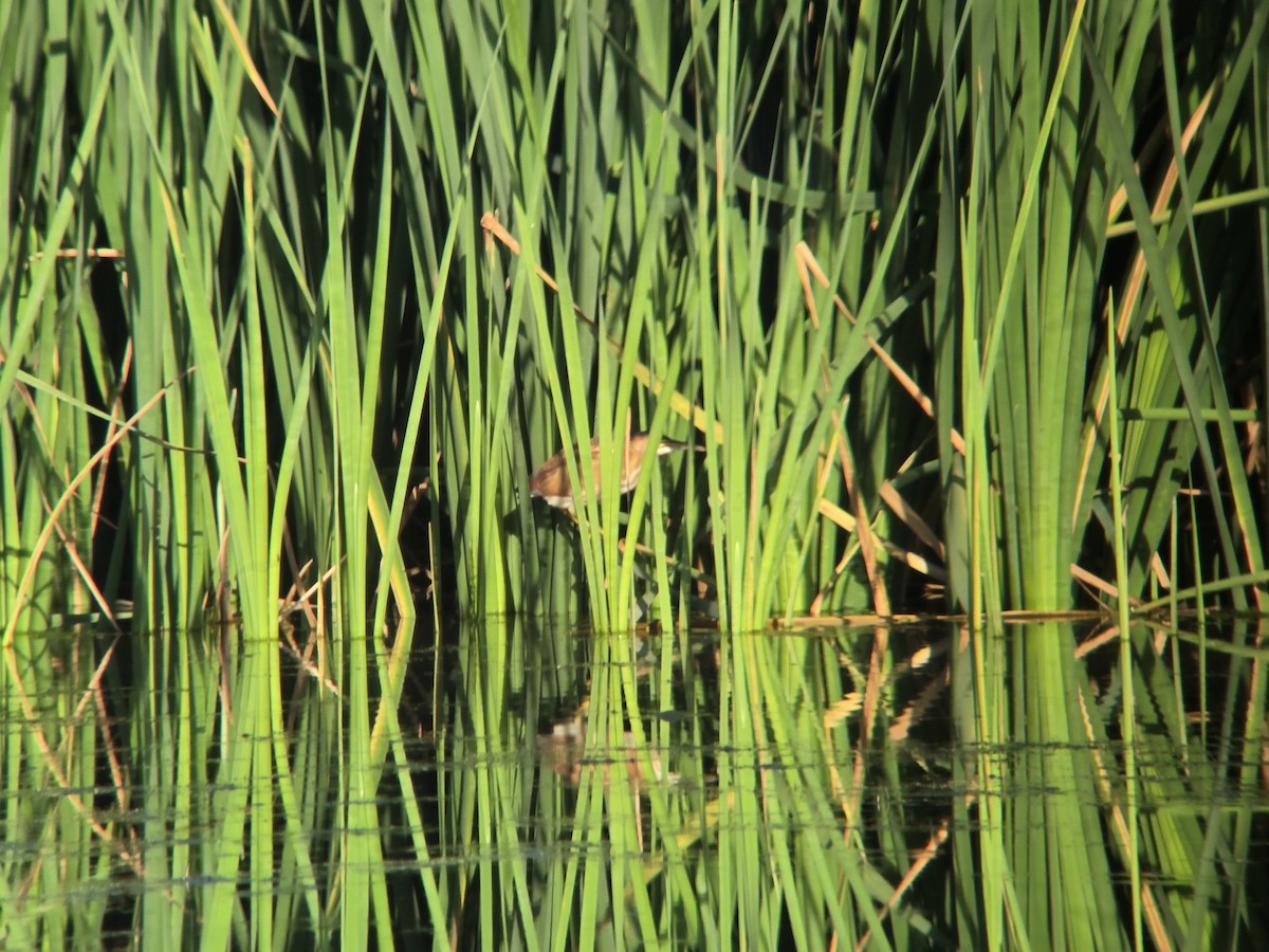 Least Bittern - ML642871077