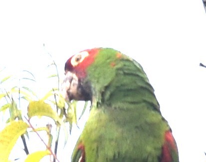 Mitred Parakeet - ML642871080