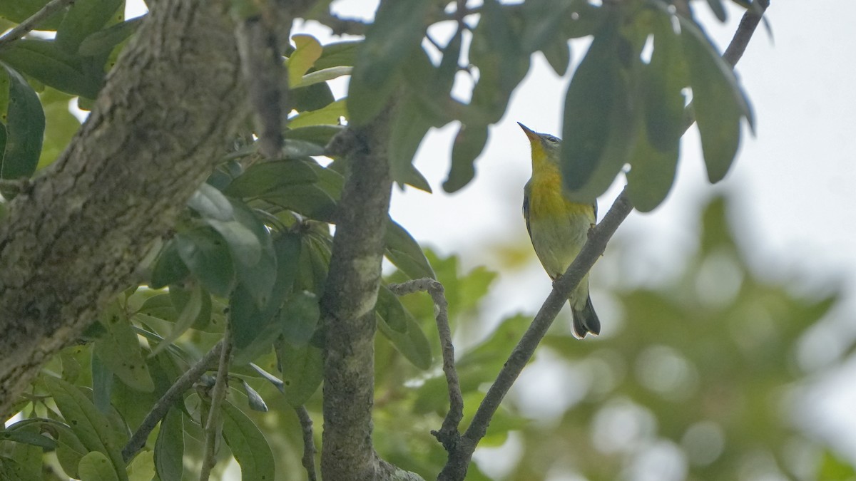 Northern Parula - ML642871088