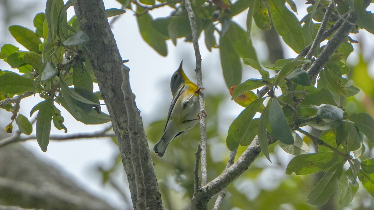 Northern Parula - ML642871089