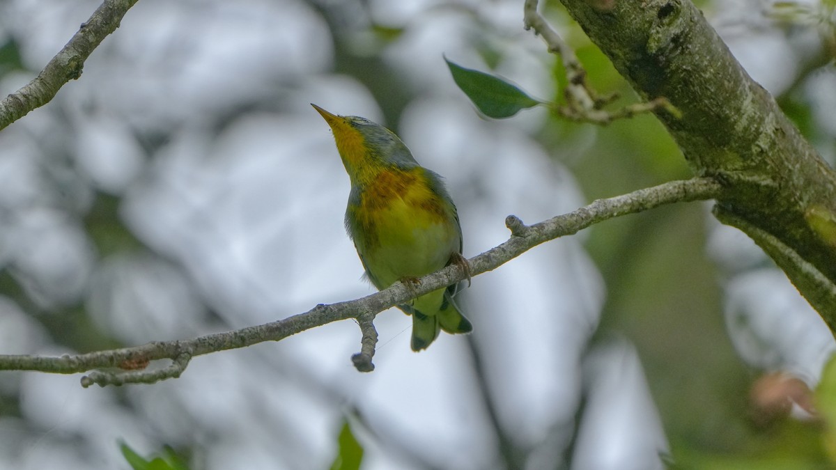 Northern Parula - ML642871091