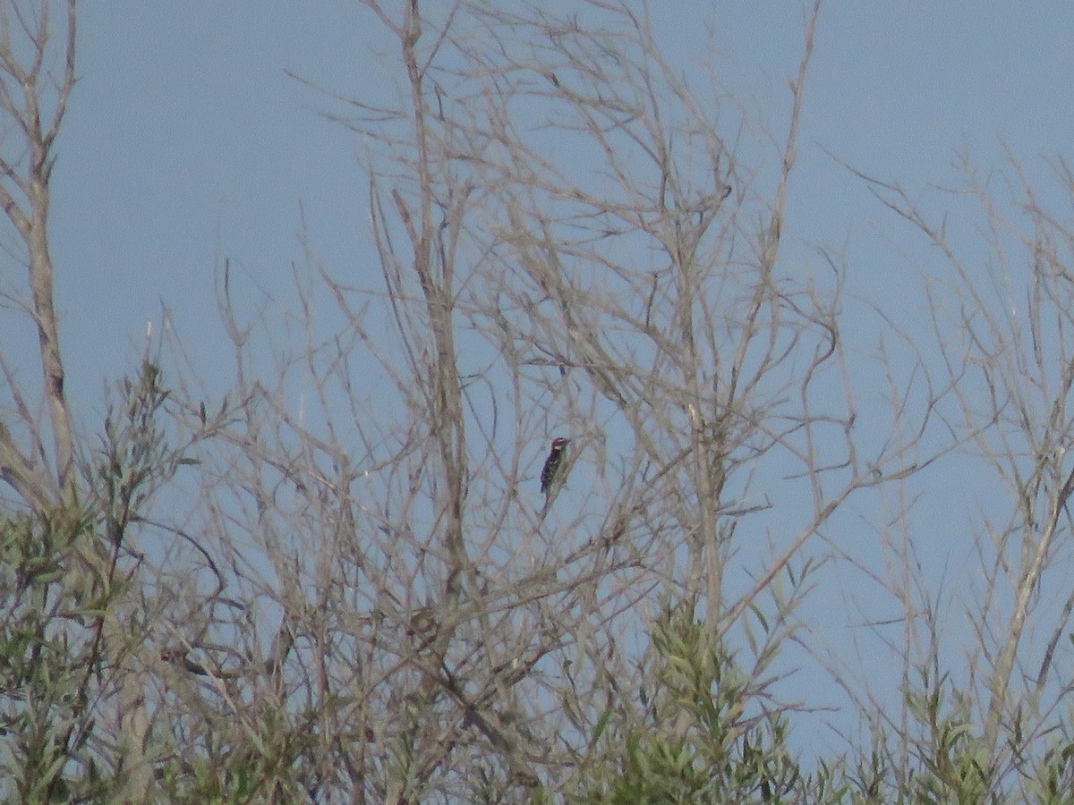 Nuttall's Woodpecker - ML642871103
