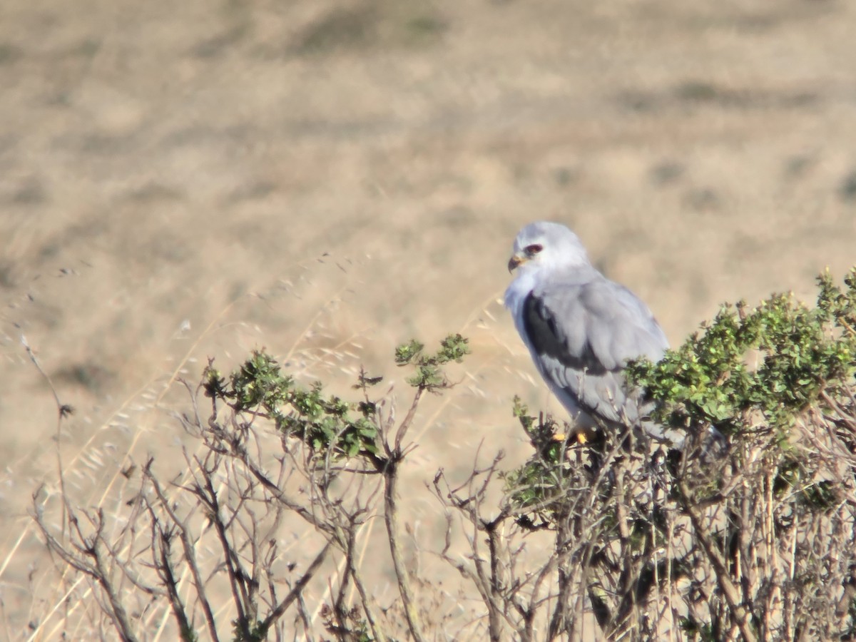 White-tailed Kite - ML642871106