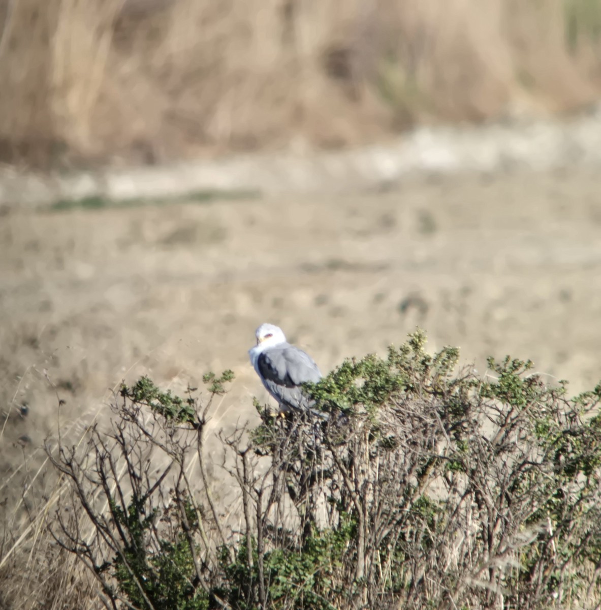 White-tailed Kite - ML642871107