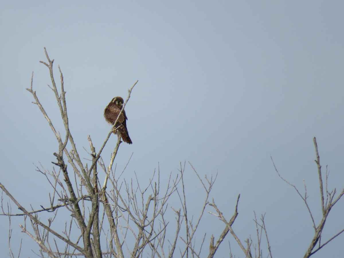 American Kestrel - ML642871119