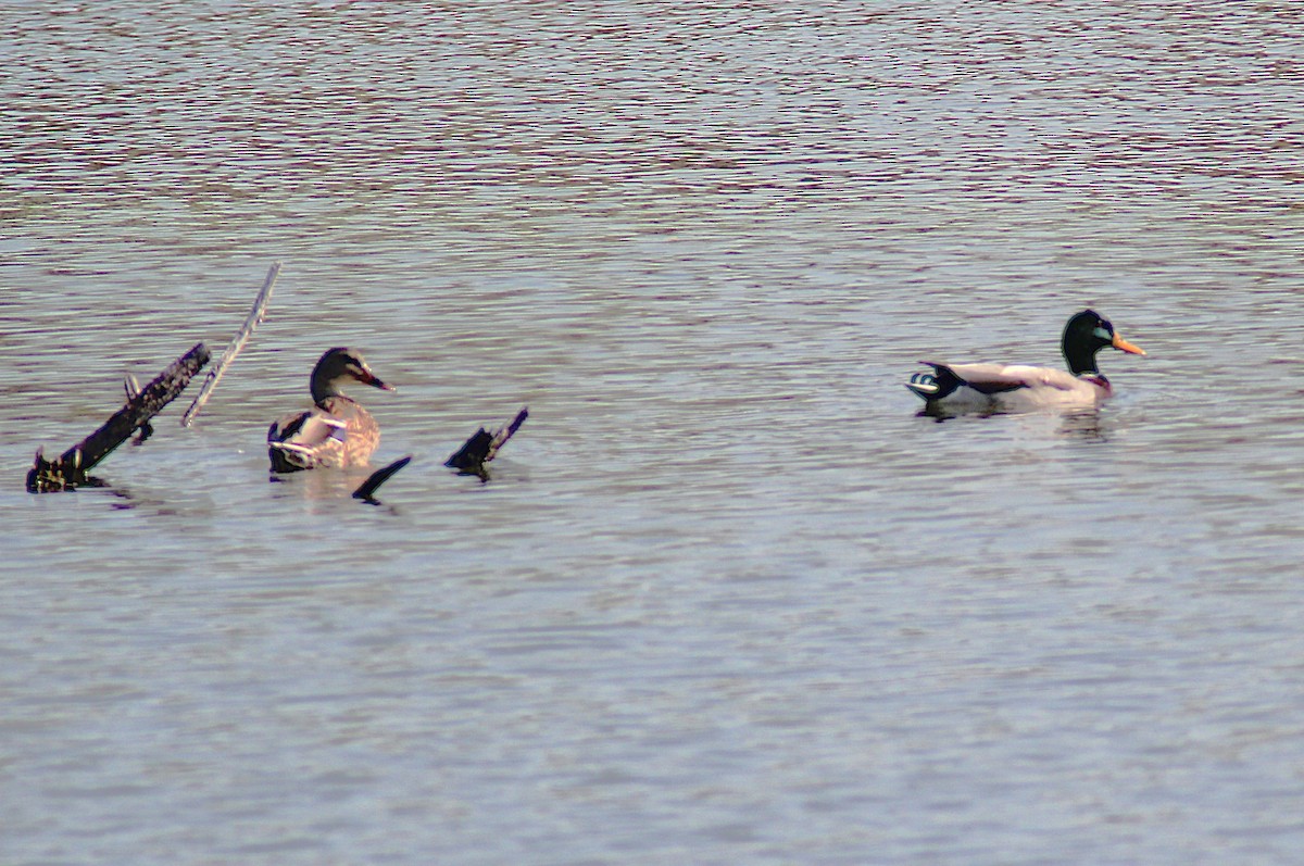 Mallard - ML642871120