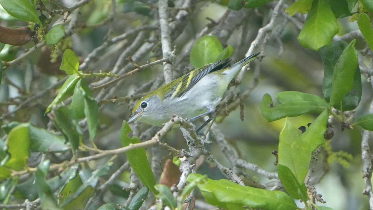 Chestnut-sided Warbler - ML642871121