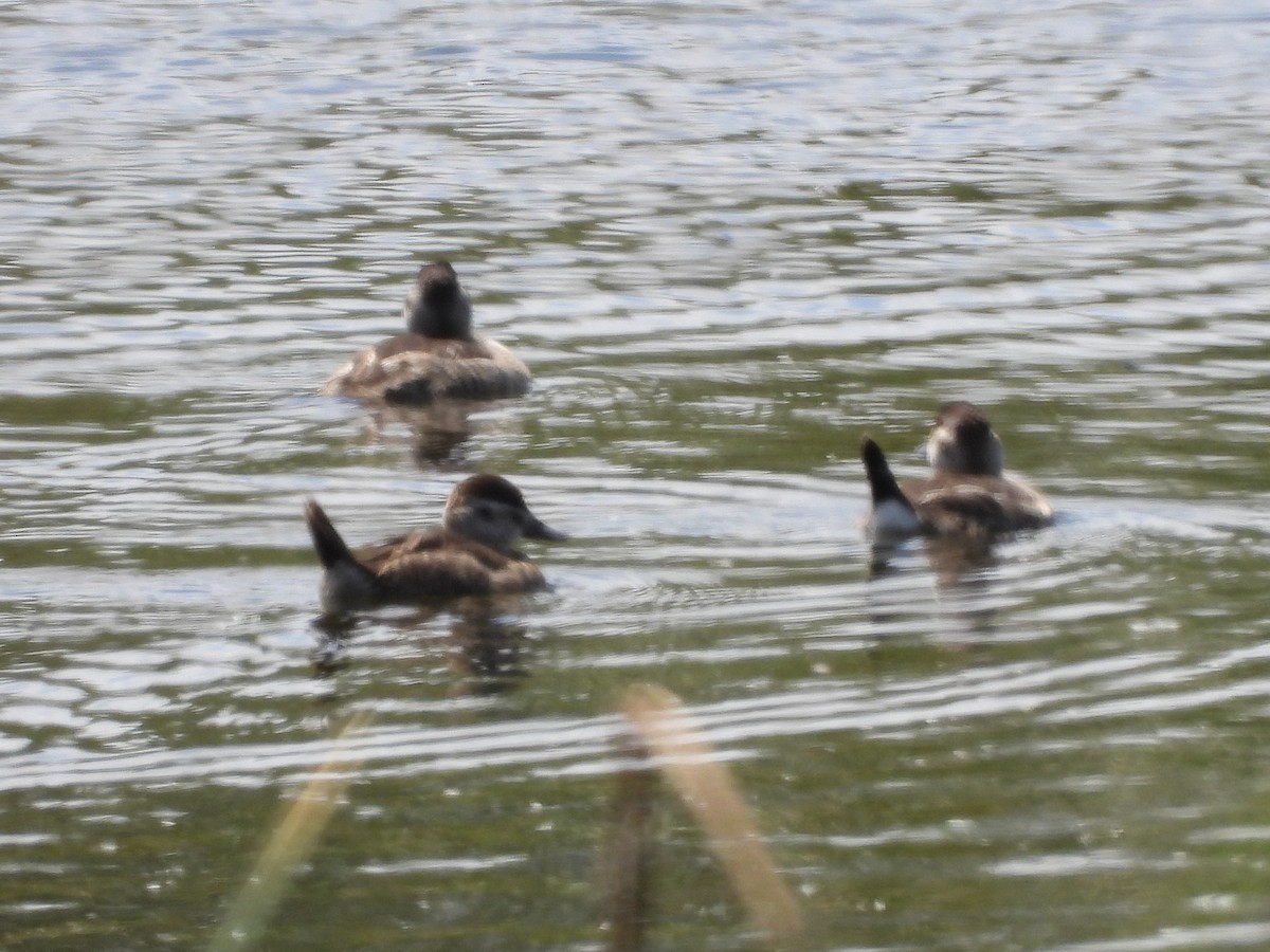 Ruddy Duck - ML642871130