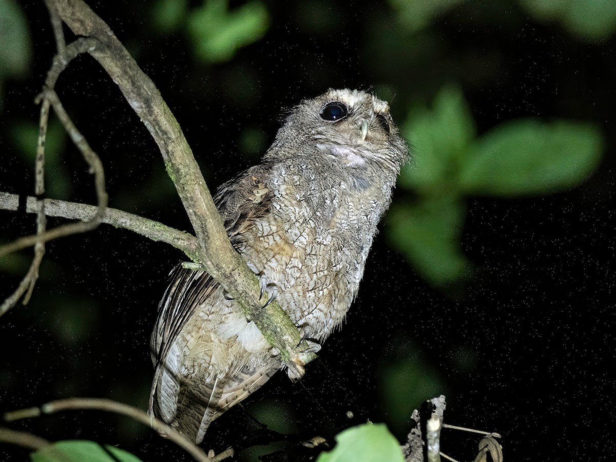 Rufescent Screech-Owl - ML642871133