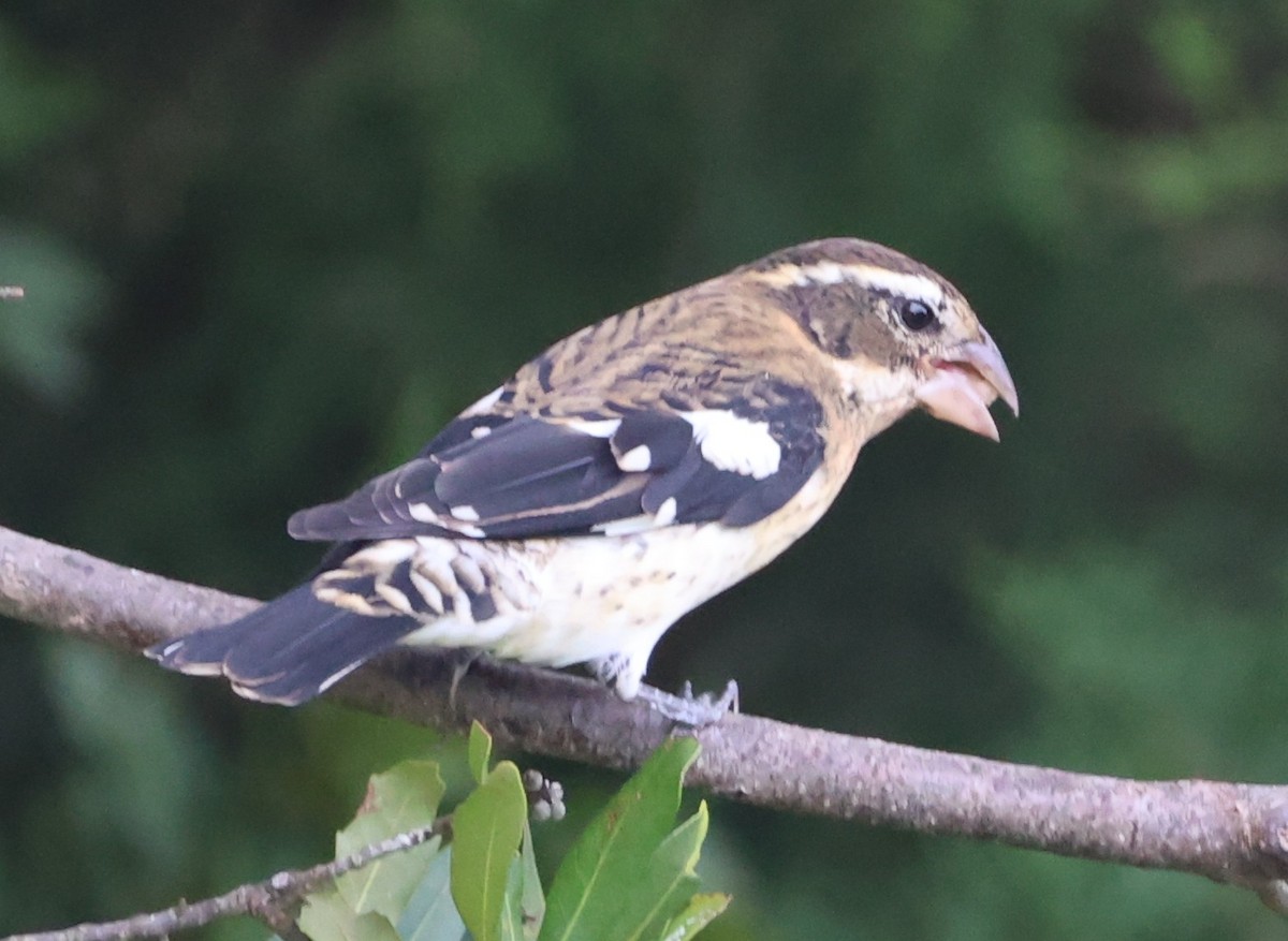 Rose-breasted Grosbeak - ML642871135