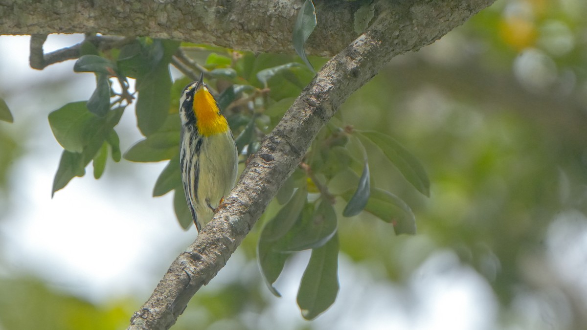 Yellow-throated Warbler - ML642871137