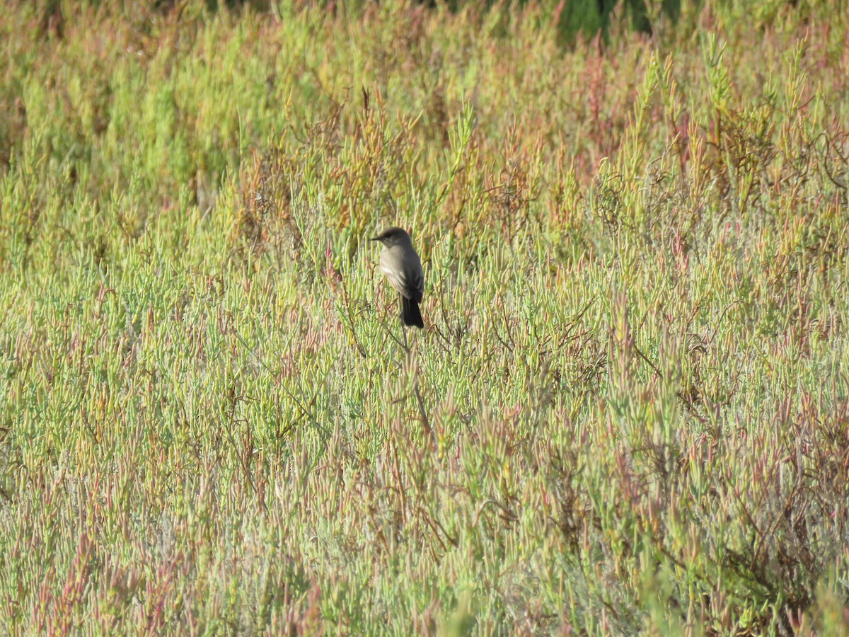 Say's Phoebe - ML642871140