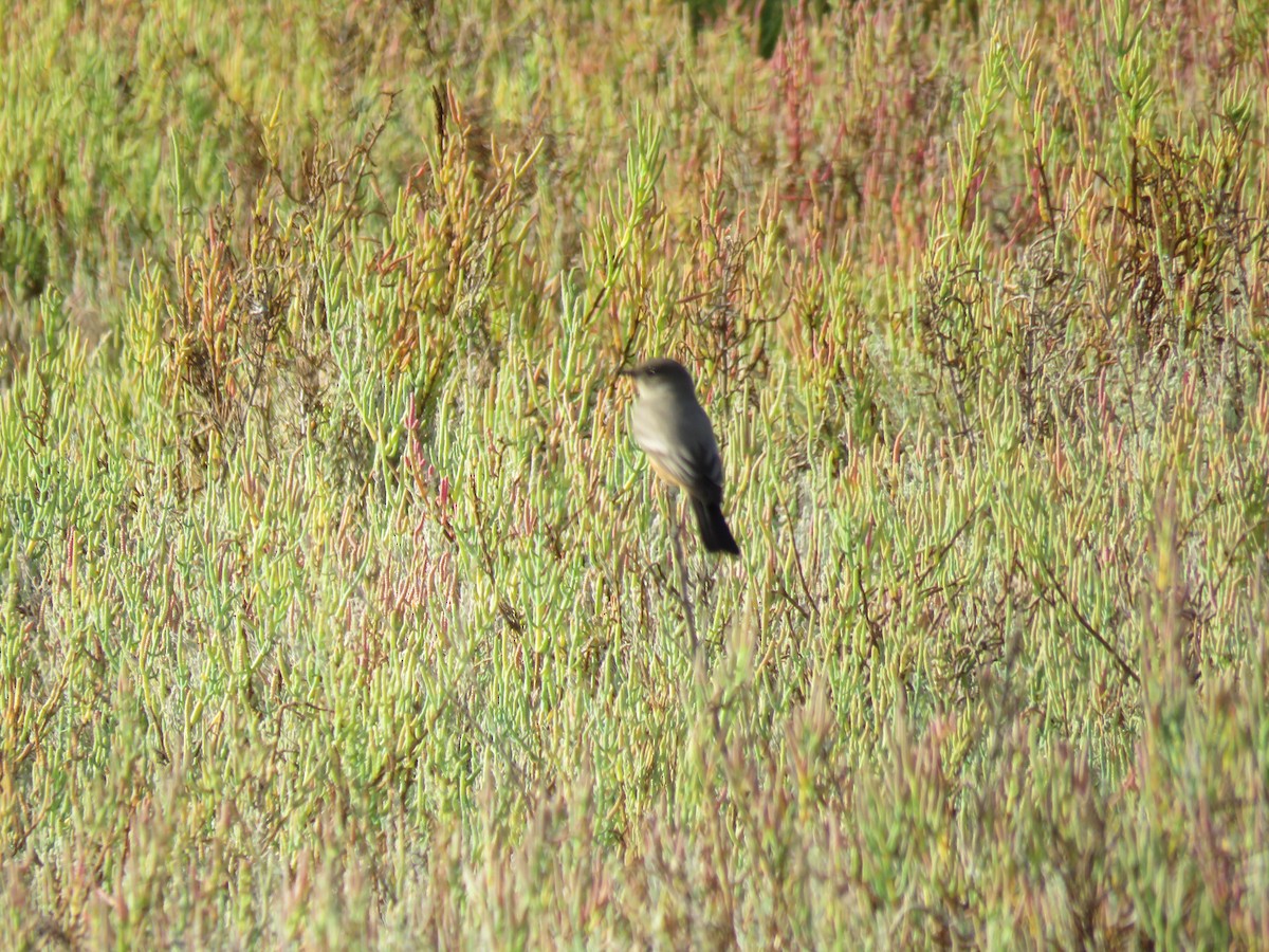 Say's Phoebe - ML642871141