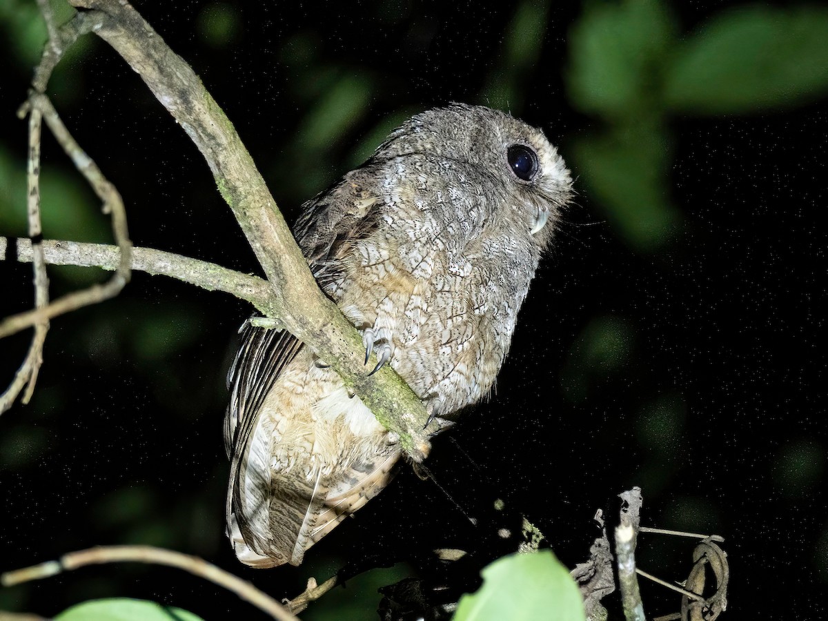 Rufescent Screech-Owl - ML642871142